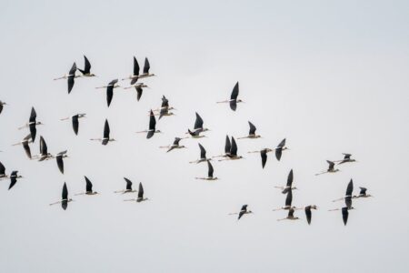 Western University и Birds Canada продлили партнёрство по изучению миграции птиц