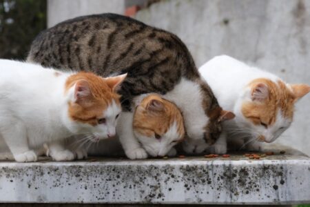 Four domestic cats sharing food outdoors on a stone surface.