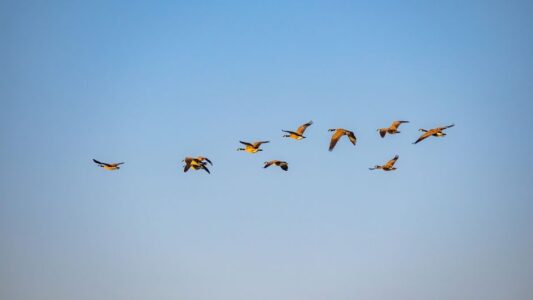 A group of geese soaring through the clear blue sky, showcasing nature in motion.