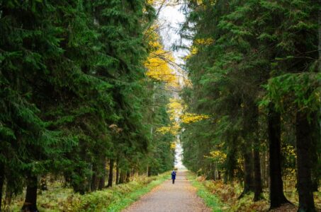 A lone runner jogs through a serene forest path surrounded by autumn foliage.