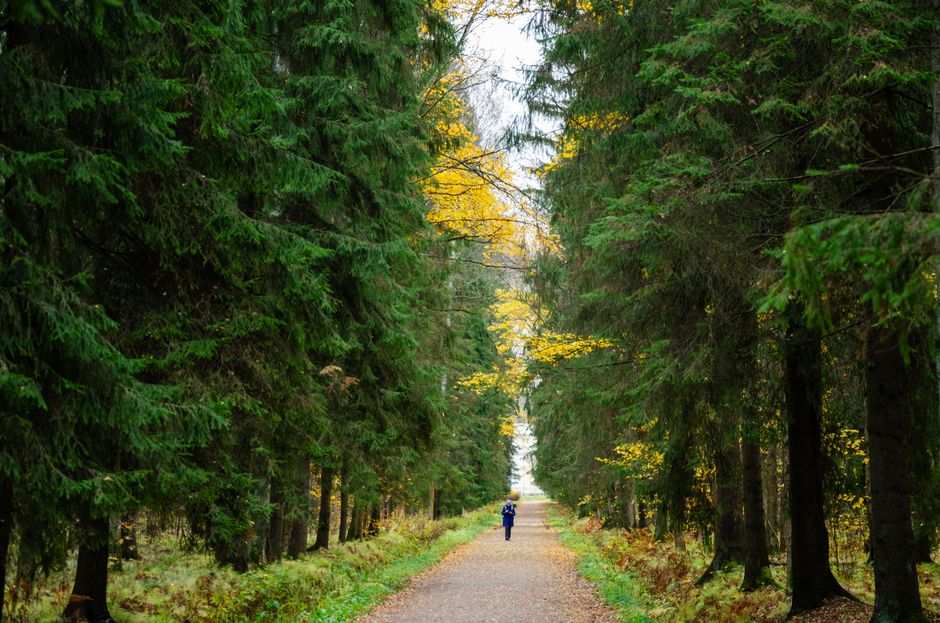 A lone runner jogs through a serene forest path surrounded by autumn foliage.