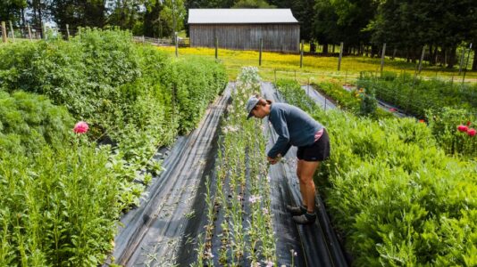 A woman performs farming tasks amidst lush plants and colorful flowers on a bright day.
